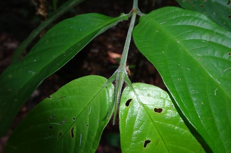 Urophyllum streptopodium — DSC02039 (14)