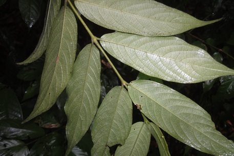 Urophyllum streptopodium — DSC03403 (12)
