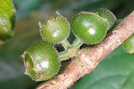 Urophyllum streptopodium — DSC05848 (16)