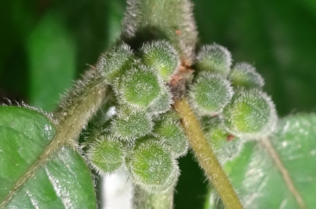 Urophyllum streptopodium — DSC05851 (16)