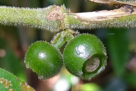 Urophyllum streptopodium — DSC05854 (16)