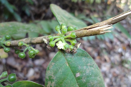 Urophyllum streptopodium — DSC06731 (11)