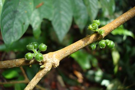 Urophyllum streptopodium — DSC09609 (08)