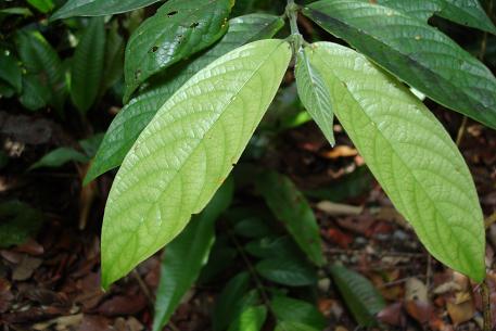 Urophyllum streptopodium — DSC09610 (08)