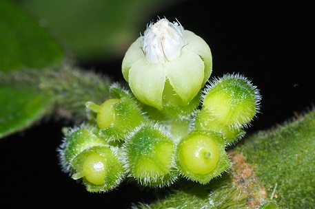 Urophyllum streptopodium — P4220375 (23)