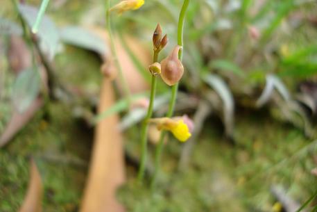 Utricularia bifida — DSC00837 (08)