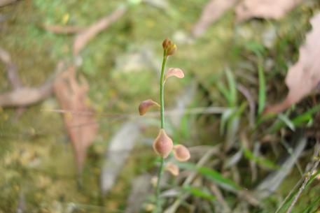 Utricularia bifida — DSC00838 (08)