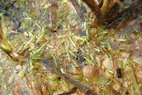 Utricularia bifida — DSC02170 (10)