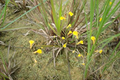 Utricularia bifida — DSC02541 (10)