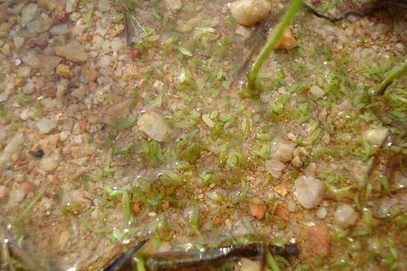 Utricularia caerulea — DSC02162 (10)