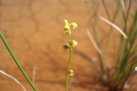 Utricularia caerulea — DSC07285 (10)