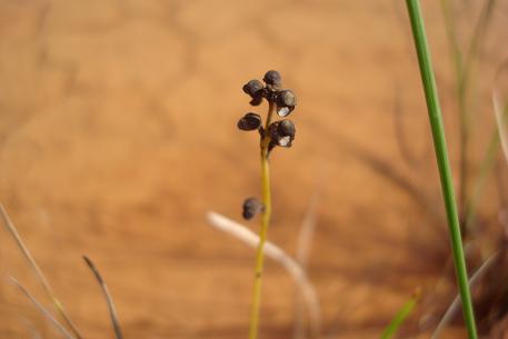 Utricularia caerulea — DSC07286 (10)