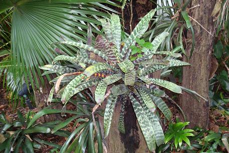 Vriesea splendens — DSC03248 (08)