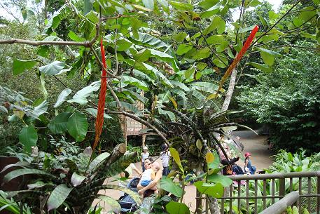 Vriesea splendens — DSC03497 (08)