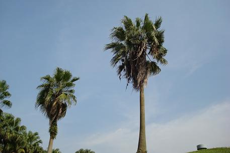 DSC02417 (09)