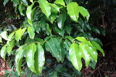 DSC02954 (12)