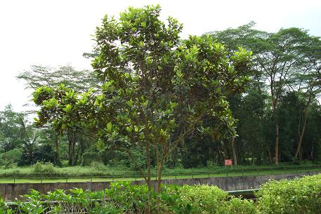 DSC04937 (08)