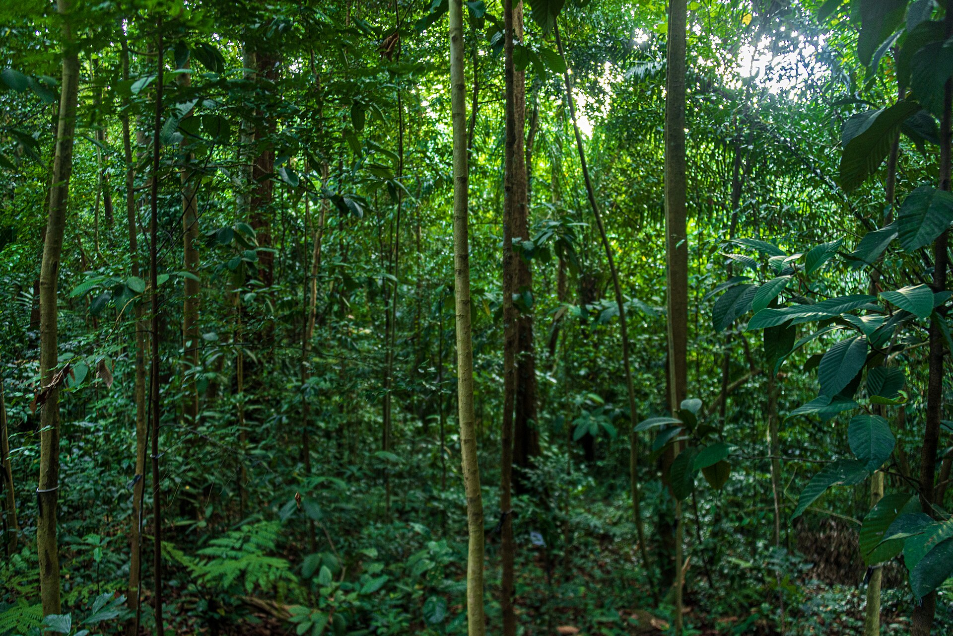 Tropical rainforest vegetation at Singapore Botanic Gardens